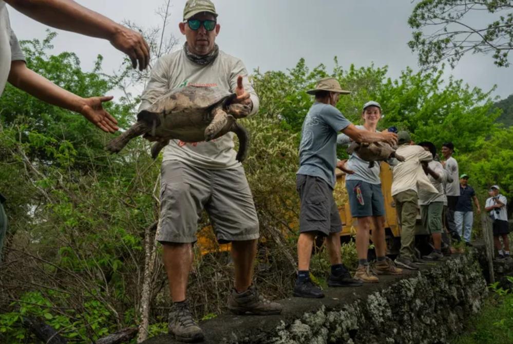 Los guardaparques del Parque Nacional Galápagos forman una fila y pasan las tortugas una por una ...